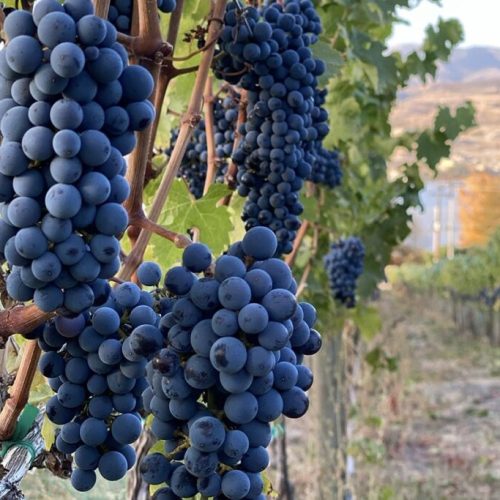 Wine-grapes-in-a-vineyard-at-Lake-Chelan-1024x683